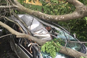 Cổ thụ bật gốc đè bẹp ô tô ở Thủ Đức, tài xế thoát chết hy hữu