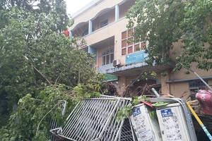 Cổ thụ ngã, đè hàng chục xe máy tại quận 10