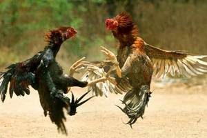 Tổ chức sòng gà ngày cuối tuần để thu tiền xâu ở Thủ Đức