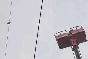 TP.HCM: Giải cứu chim quý mắc kẹt trên dây điện