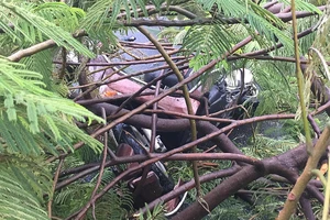 Quận 1: Đang đi xe máy, bị cây phượng gãy đè trọng thương