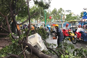 TP.HCM: Mưa gió rất lớn, người đi đường hoảng loạn vì cây ngã