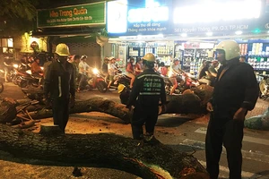 Cây cổ thụ bật gốc, tán cây đè trúng tiệm tạp hóa 