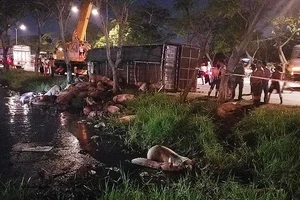 Lật xe tải, cả trăm con heo đổ xuống đường