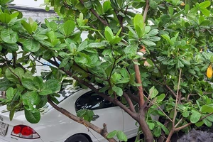 Container làm gãy cành cây rơi trúng 2 ô tô trên đường