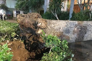 Liên tục cây xanh ngã đè trúng người ở TP.HCM