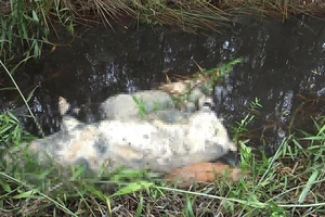 Nhiều con heo chết, thối rữa vứt trong rừng tràm ở ven TP.HCM