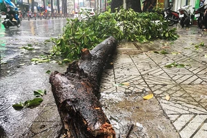 Cây tét nhánh đè trúng hai người đi xe máy ở đường 3/2