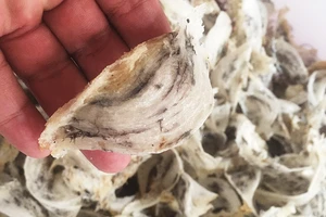 Công an truy đuổi nhóm đi trộm tổ yến bằng vỏ lãi như phim