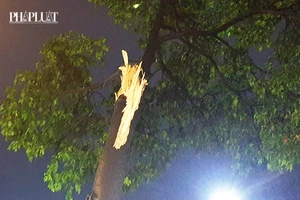 Cây bật gốc, tét nhánh đè nhiều người đi đường ở Gò Vấp