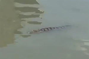 Quận 12 cảnh báo dân 3 phường về cá sấu xuất hiện