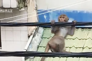 Chú khỉ 'diễn xiếc' trên đường dây điện ở Bình Thạnh