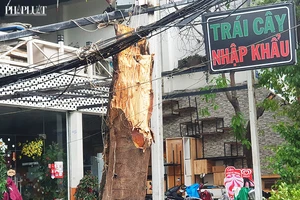 Tân Bình: Cổ thụ gãy đổ có vết cắt ở ngang thân