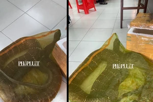 1 người chở con rắn hổ chúa hơn 20kg đi bán ở TP.HCM