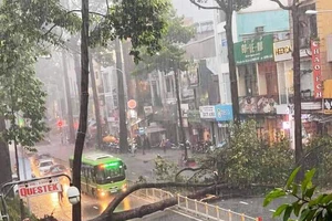 Cây dầu bật gốc, đè người ở đường Nguyễn Tri Phương