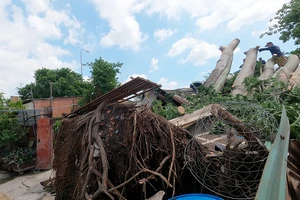 Quận 6: Cây gòn hơn 50 tuổi đổ sập, hai gia đình thoát chết