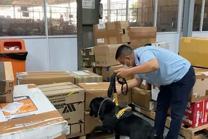 Dùng chó nghiệp vụ tìm 4,72kg cần sa ở sân bay Tân Sơn Nhất