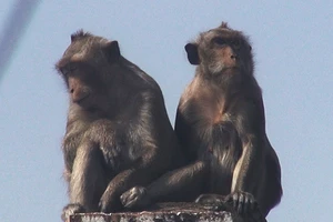 Quận 12: Kiểm lâm lên phương án bắn thuốc mê đàn khỉ ‘đại náo’