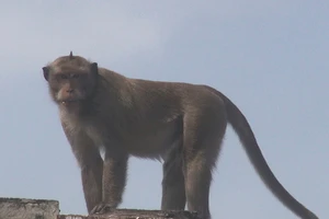 Cận cảnh đàn khỉ hơn 10 con trước khi bị bắn thuốc mê