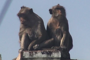 5 chú khỉ trong đàn khỉ 'đại náo' khu dân cư giờ ra sao?