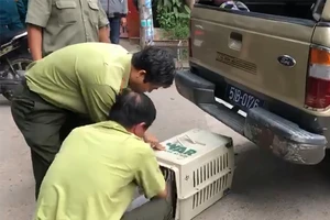 Đã bắn thuốc mê được 6 con khỉ trong đàn khỉ ‘đại náo’