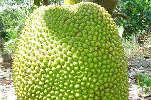 Sau khi trộm mít thì vào nhà lấy tiền, vàng