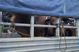 Củ Chi: Kẻ gian đánh xe tải vào tận chuồng trộm 2 con bò 