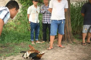 Công an TP.HCM bắt sới gà ‘khủng’ ở Cần Giờ