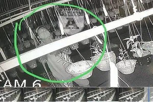 TP.HCM: Mất trộm 19 chậu lan giá 6 tỉ