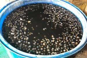 Phát hiện 1,8 tấn thịt ốc ngâm hóa chất chuẩn bị bán