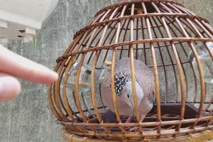 Trộm chim cu gáy ở Nhật Tảo gặp trúng lúc đặc nhiệm tuần tra