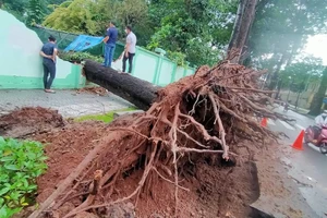 Cây cổ thụ đổ sập, đè chuồng thú trong Thảo Cầm Viên