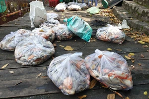 Hàng tấn cá chết trong Công viên Hoàng Văn Thụ