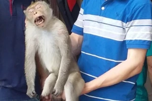 Con khỉ hay cắn người ở quận 12 bị bắn thuốc mê rồi đưa đi cứu hộ