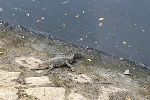 Dân vây bắt cá sấu trên kênh Lò Gốm