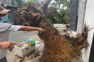 Xe tải va kéo đổ cây bàng, đè trúng đường dây điện ở Tân Phú