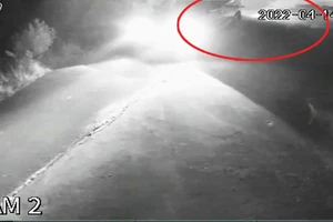 Lái ô tô đi trộm chó ở Củ Chi