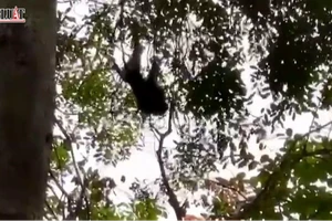 Khỉ đực đuôi lợn cắn 1 trẻ em, 2 người lớn ở Bình Chánh