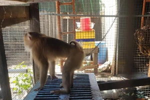 Hai con khỉ “đại náo” được người dân bàn giao cho kiểm lâm