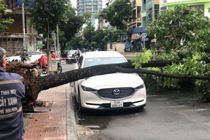 Xe 7 chỗ bị cây cổ thụ bật gốc đè trúng ở trung tâm TP.HCM