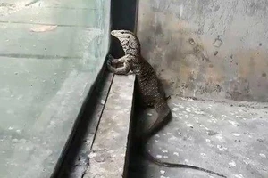 Kỳ đà quý hiếm dài hơn nửa mét bò vào nhà dân ở TP.HCM