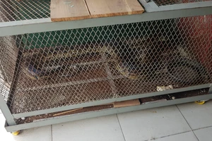 Người dân ở quận 12 ‘nộp’ trăn gấm dài gần 3 mét