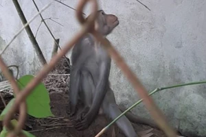 2 con khỉ vô nhà dân trộm trứng gà, bẻ khóm kiểng… ở TP.HCM