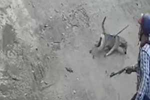 Trộm vào sân nhà bắn chó giữa ban ngày ở Củ Chi
