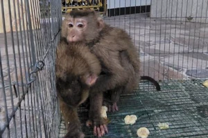 Dân canh camera bắt 2 con khỉ ‘quậy’, hay hái xoài, bứt dây điện