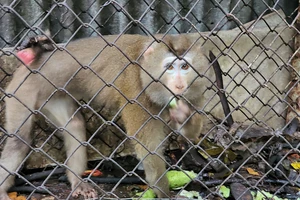 Người dân giao kiểm lâm 1 con khỉ đuôi lợn 20 năm tuổi