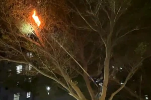 Cảnh sát chữa cháy dùng lửa bắt tổ ong ở Chung cư Ehome 3