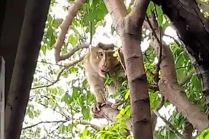 Khỉ đực 8kg, đập ly chén, phá lư hương ở nhà dân bị kiểm lâm bắt