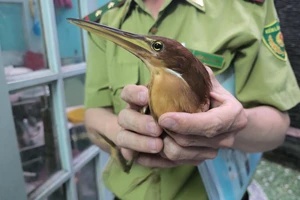 Lần đầu thấy con chim lạ, người dân gọi báo kiểm lâm