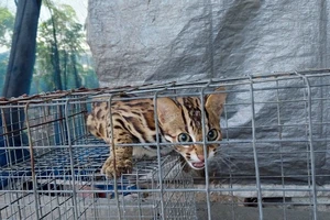 Bẫy được mèo rừng sau khi mất gà, người đàn ông gọi cho Kiểm lâm